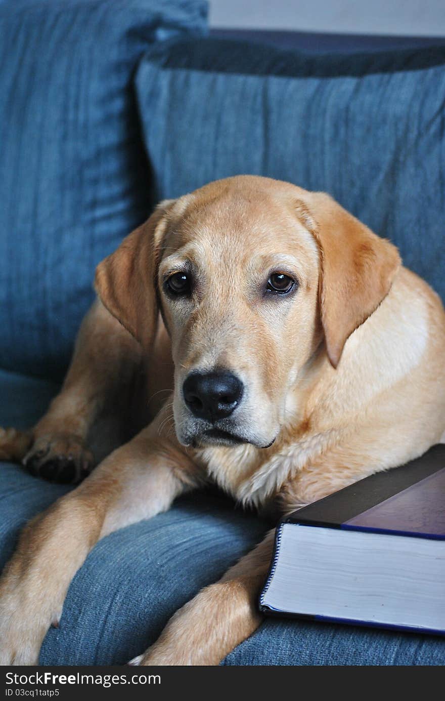 Learned Dog with Medical book. Learned Dog with Medical book