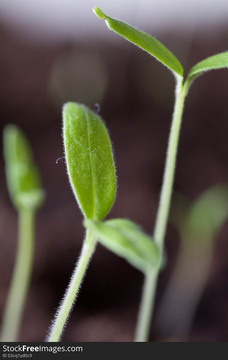 Young sprout emerging from the ground. Young sprout emerging from the ground