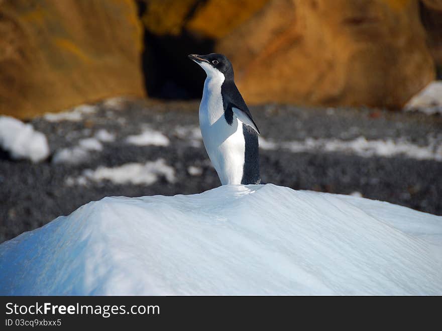 Adelie Penguin On An Iceberg