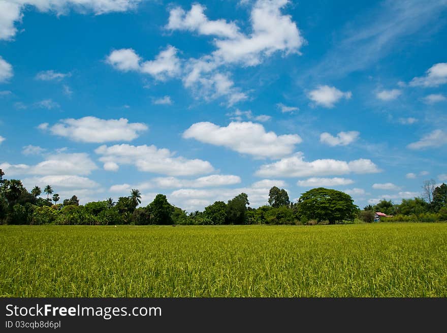 Rice field and sky