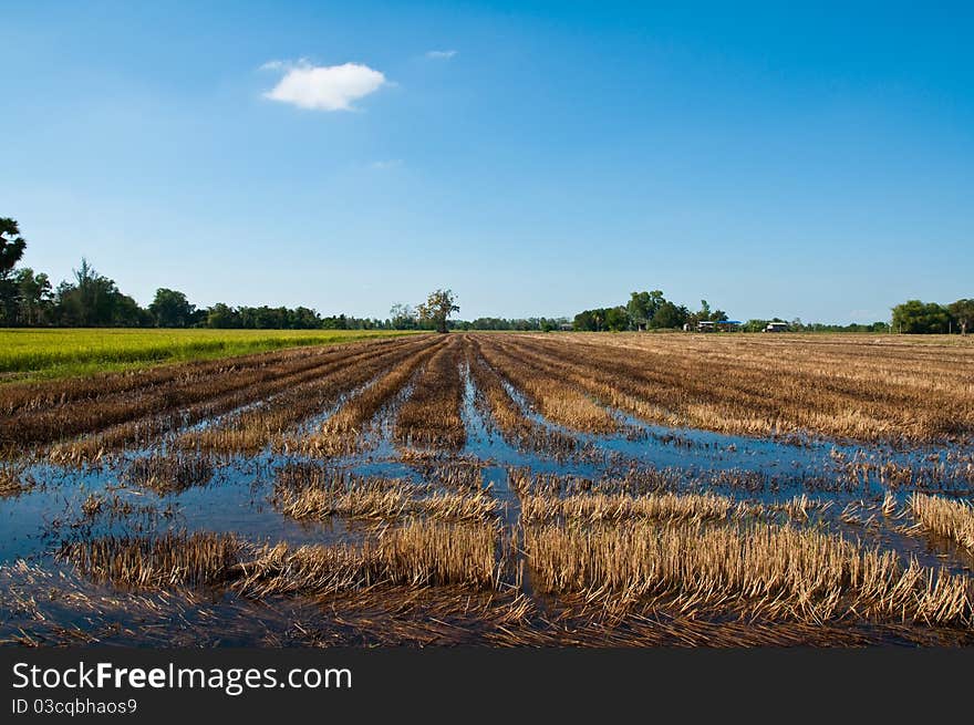 Burn rice field after harvest at phitsanulok