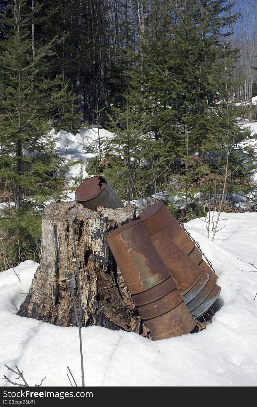 Maple sugar processing tapping trees collecting sap. Maple sugar processing tapping trees collecting sap