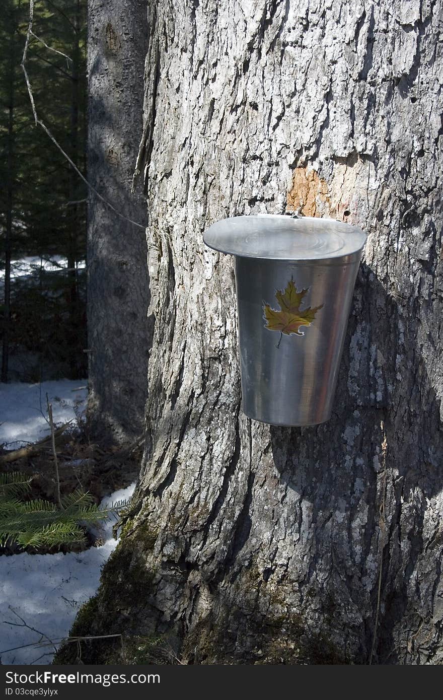 Maple sugar processing tapping trees collecting sap. Maple sugar processing tapping trees collecting sap