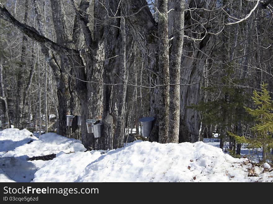 Maple season in spring