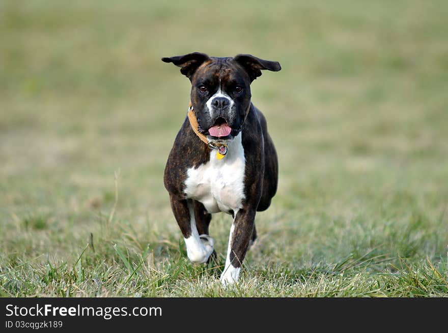 Dog Running Over The Field