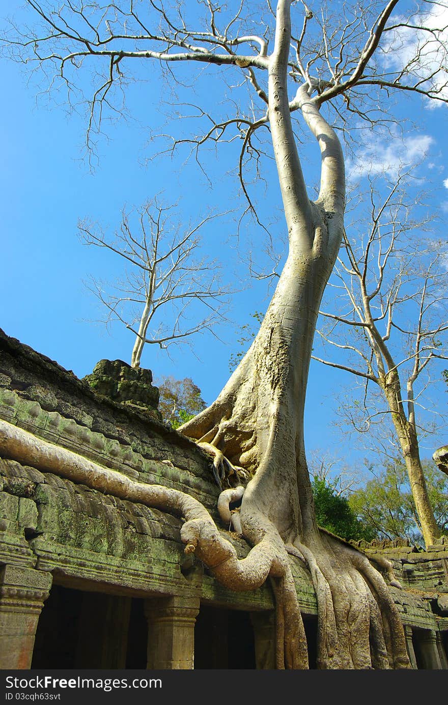 Huge roots of tropical tree on the  temple near Angkor wat in Siem Reap,Cambodia. Huge roots of tropical tree on the  temple near Angkor wat in Siem Reap,Cambodia