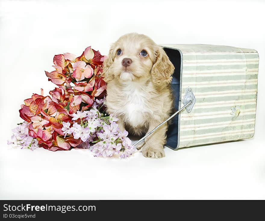 Cream Colored Puppy Sitting In Bucket