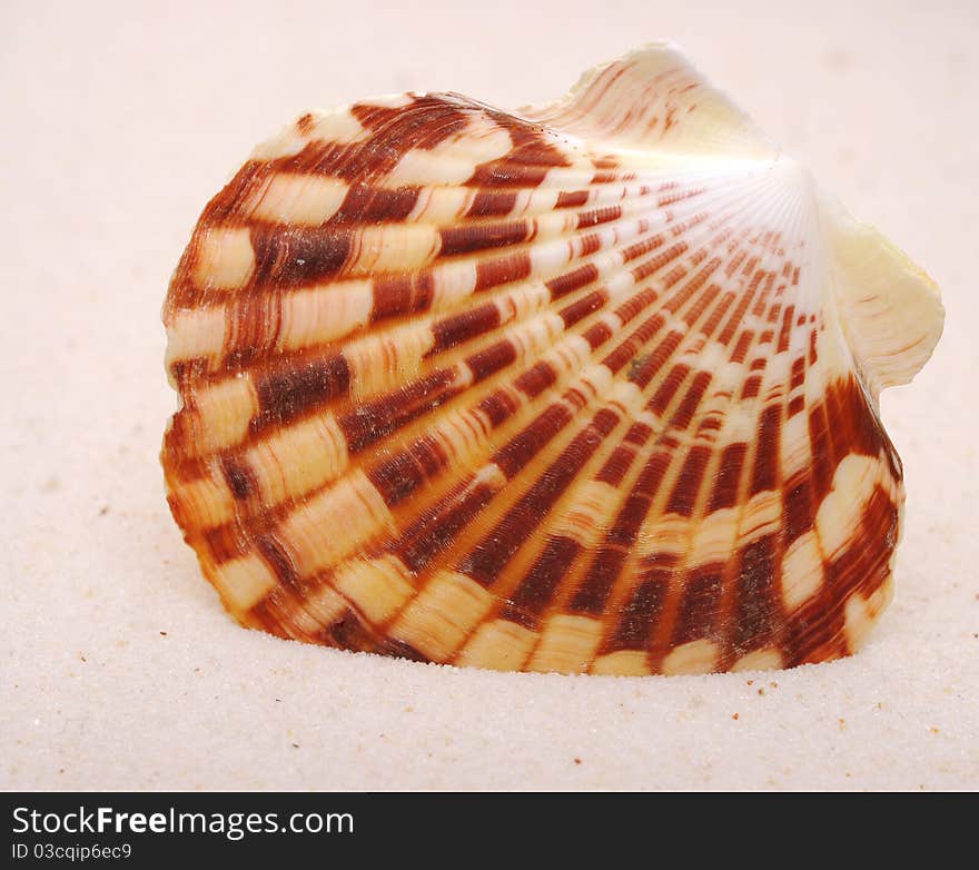 Sea shells with sand as background. Sea shells with sand as background