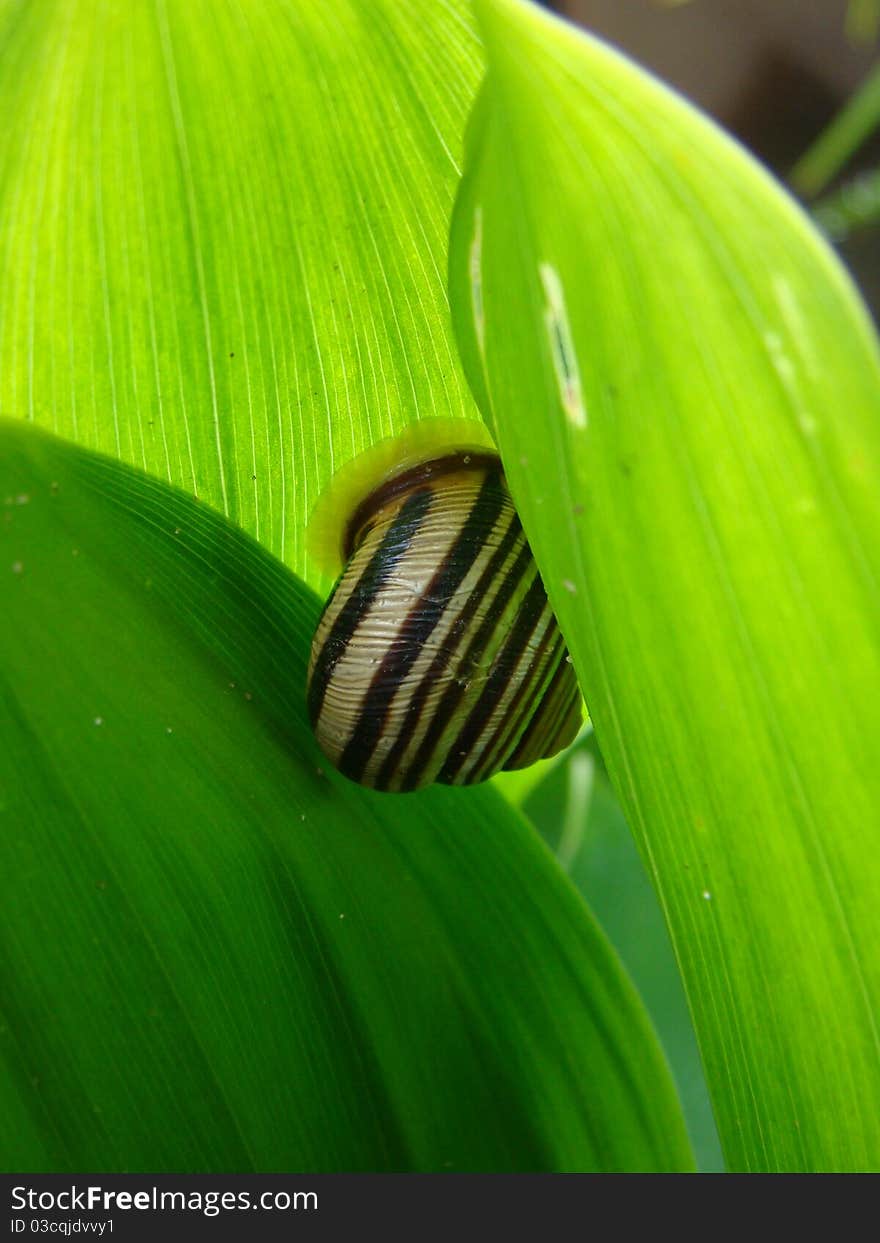 Snail In The Leaves