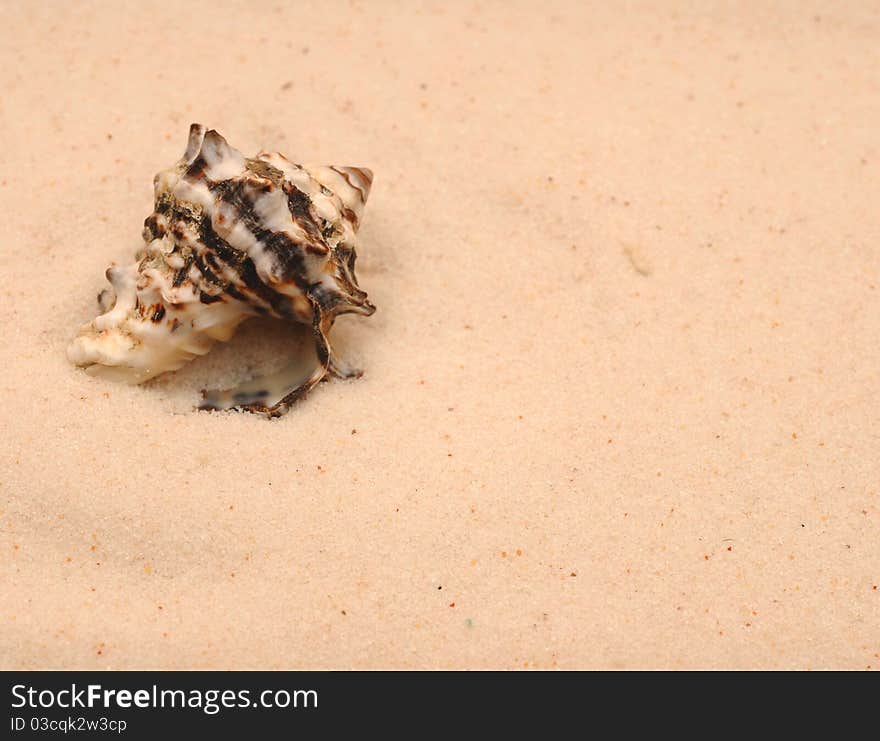 Sea shells with sand as background. Sea shells with sand as background