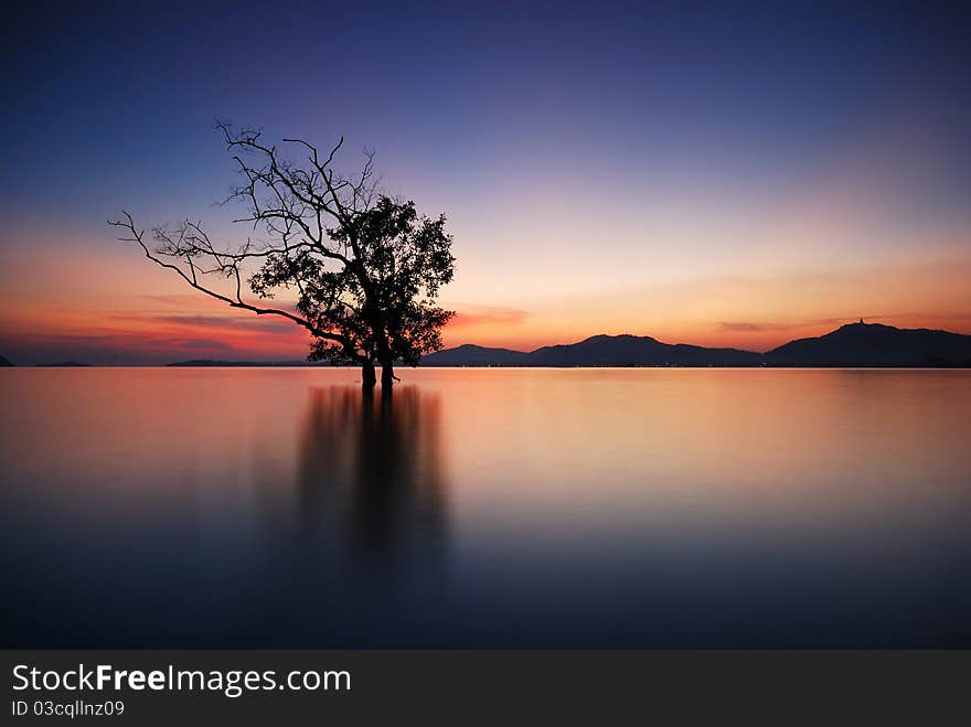 Back light water mangrove middle evening. Back light water mangrove middle evening