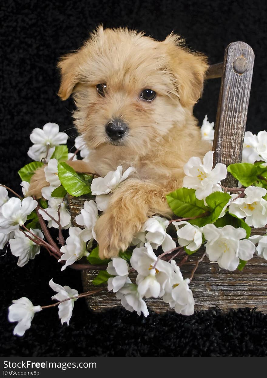 Cute Puppy sitting in a basket with white flowers on a black background. Cute Puppy sitting in a basket with white flowers on a black background.