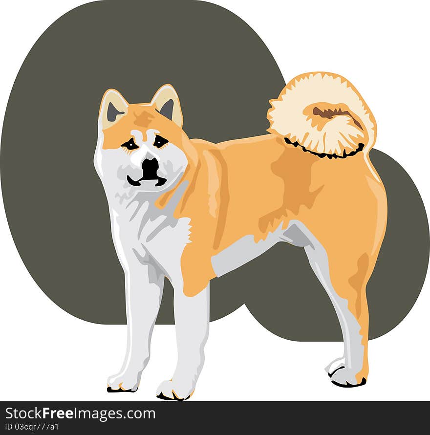 Akita color