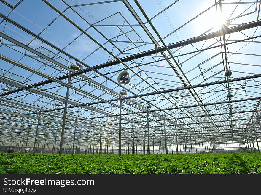 Young plants inside of greenhouse-potted plants. Young plants inside of greenhouse-potted plants