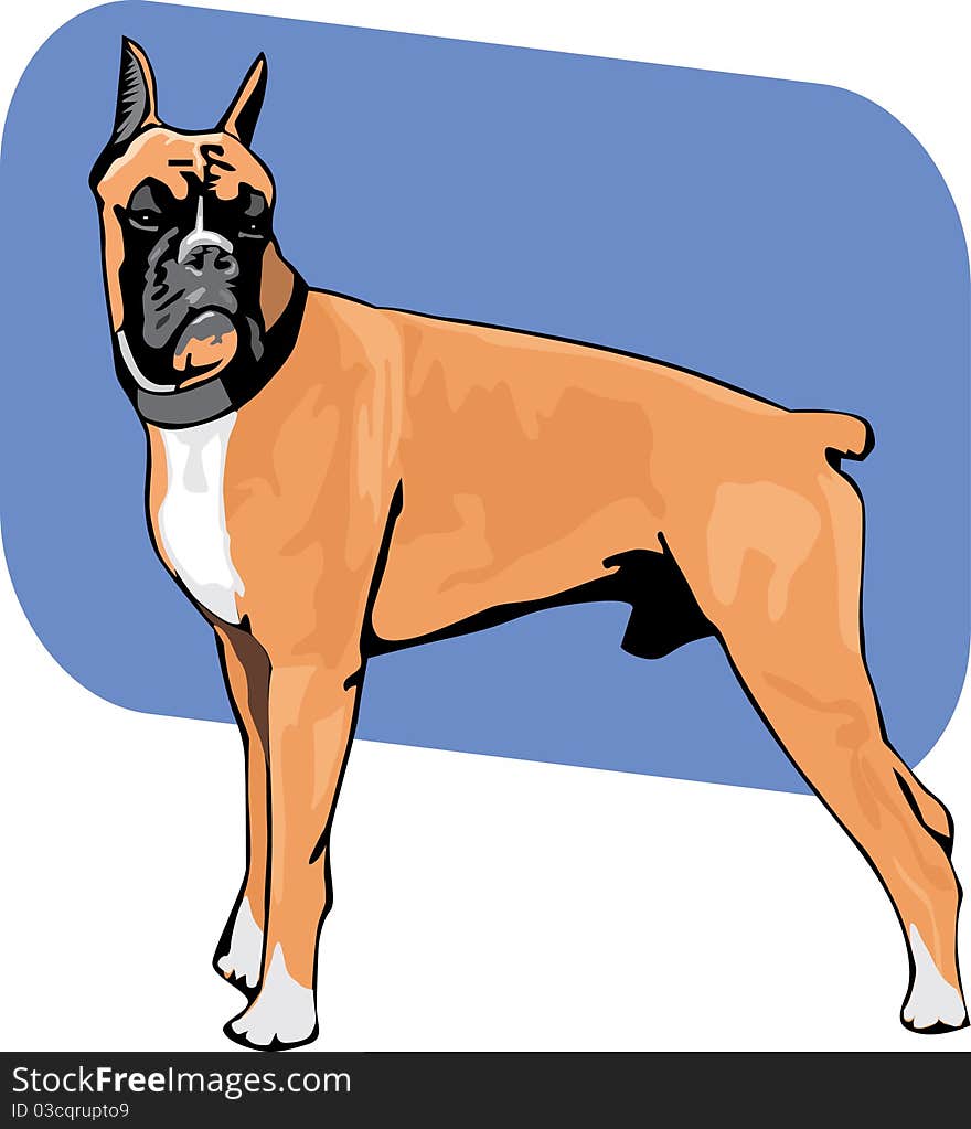 Standing boxer dog in an alert position