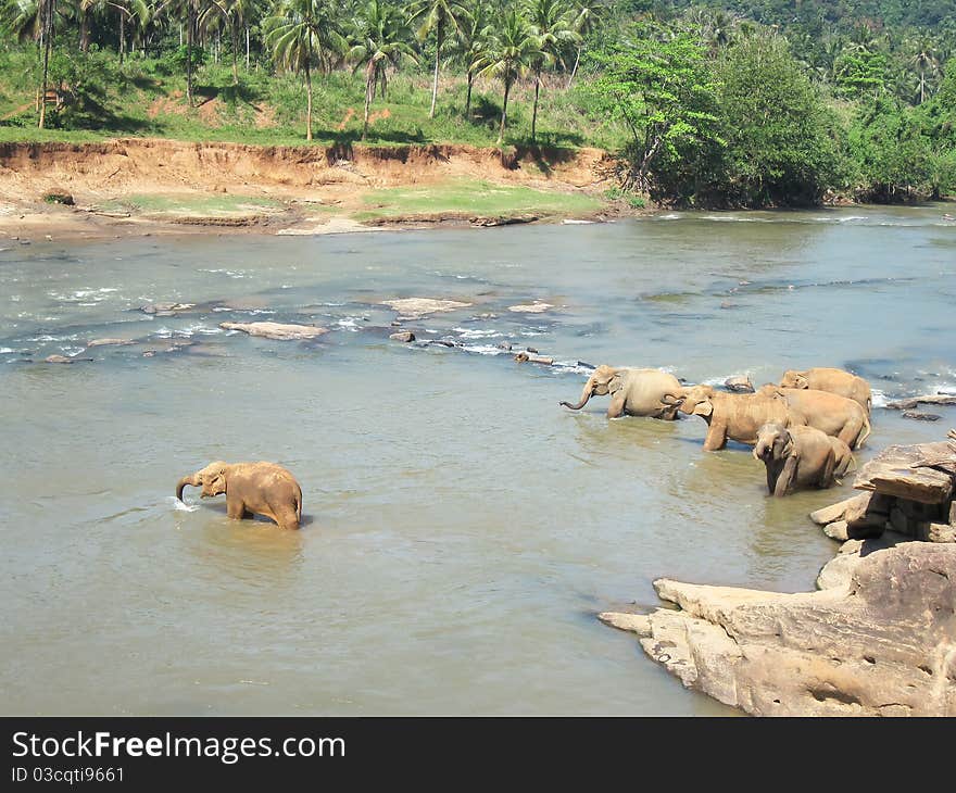 Indian elephant on Sri lanka. National Park - Yala. Ecological reserve. Indian elephant on Sri lanka. National Park - Yala. Ecological reserve.