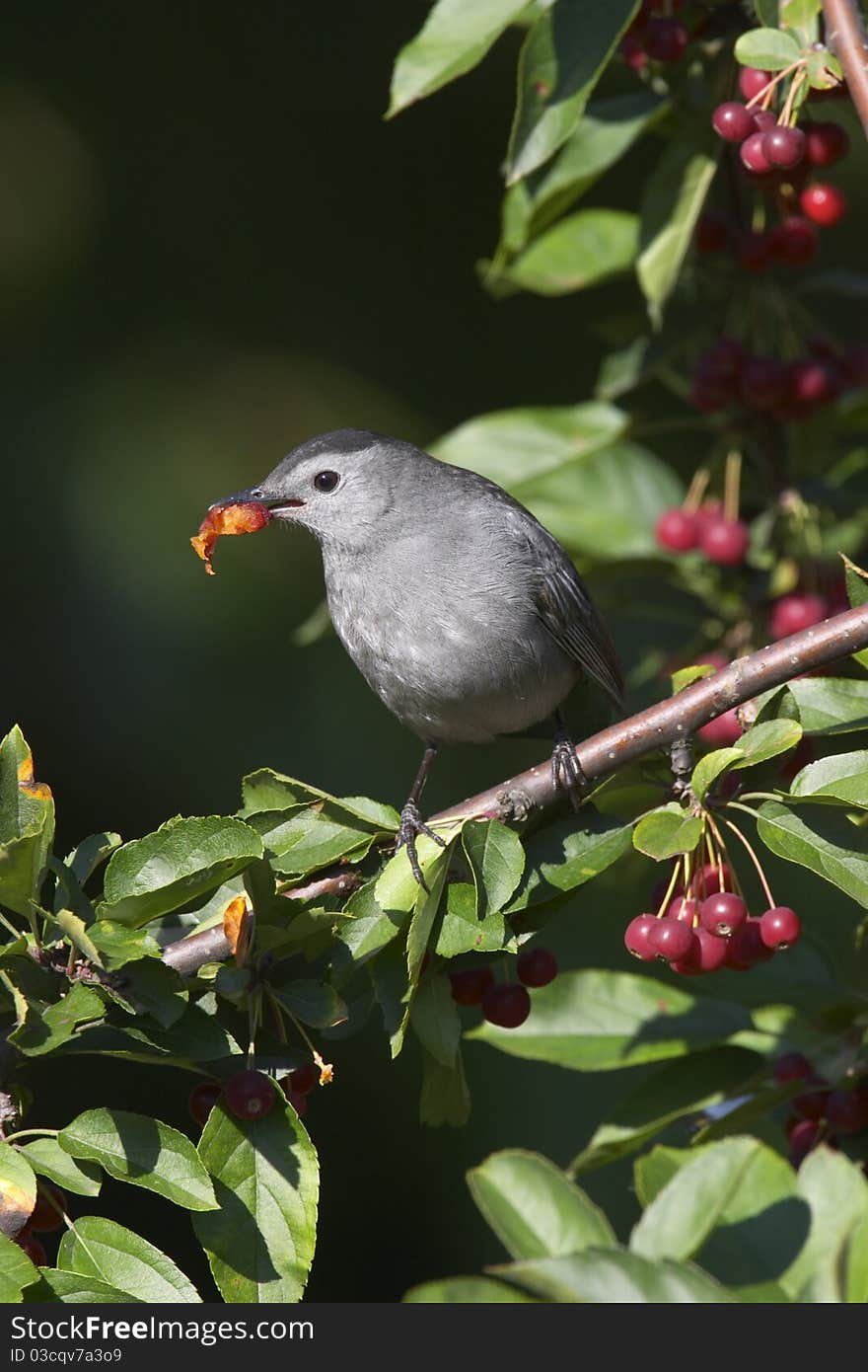 Gray Catbird Feeding