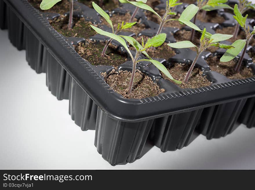 Tomato seedling pot in greenhouse. Tomato seedling pot in greenhouse