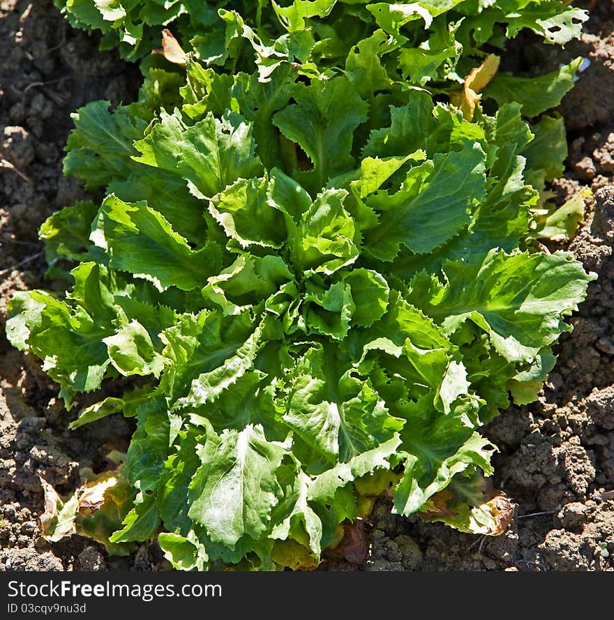 Close up of organic salad in a kitchen garden, Italy. Close up of organic salad in a kitchen garden, Italy.