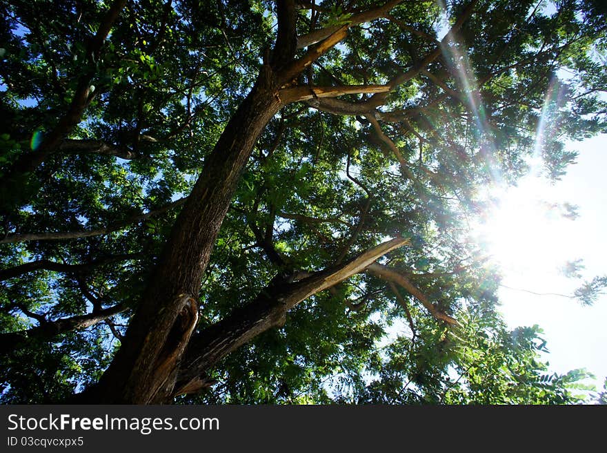 Sun light and Big rain-tree. Sun light and Big rain-tree