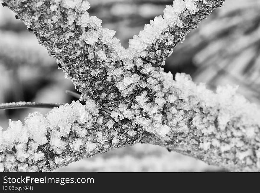 Detail of a Frozen Tree on Italian Alps