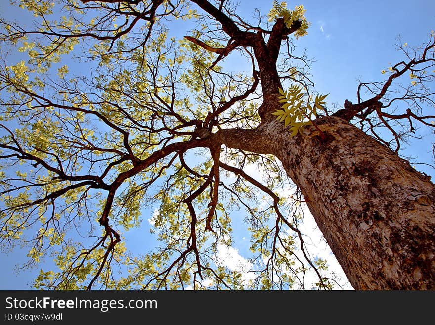 Green Tree