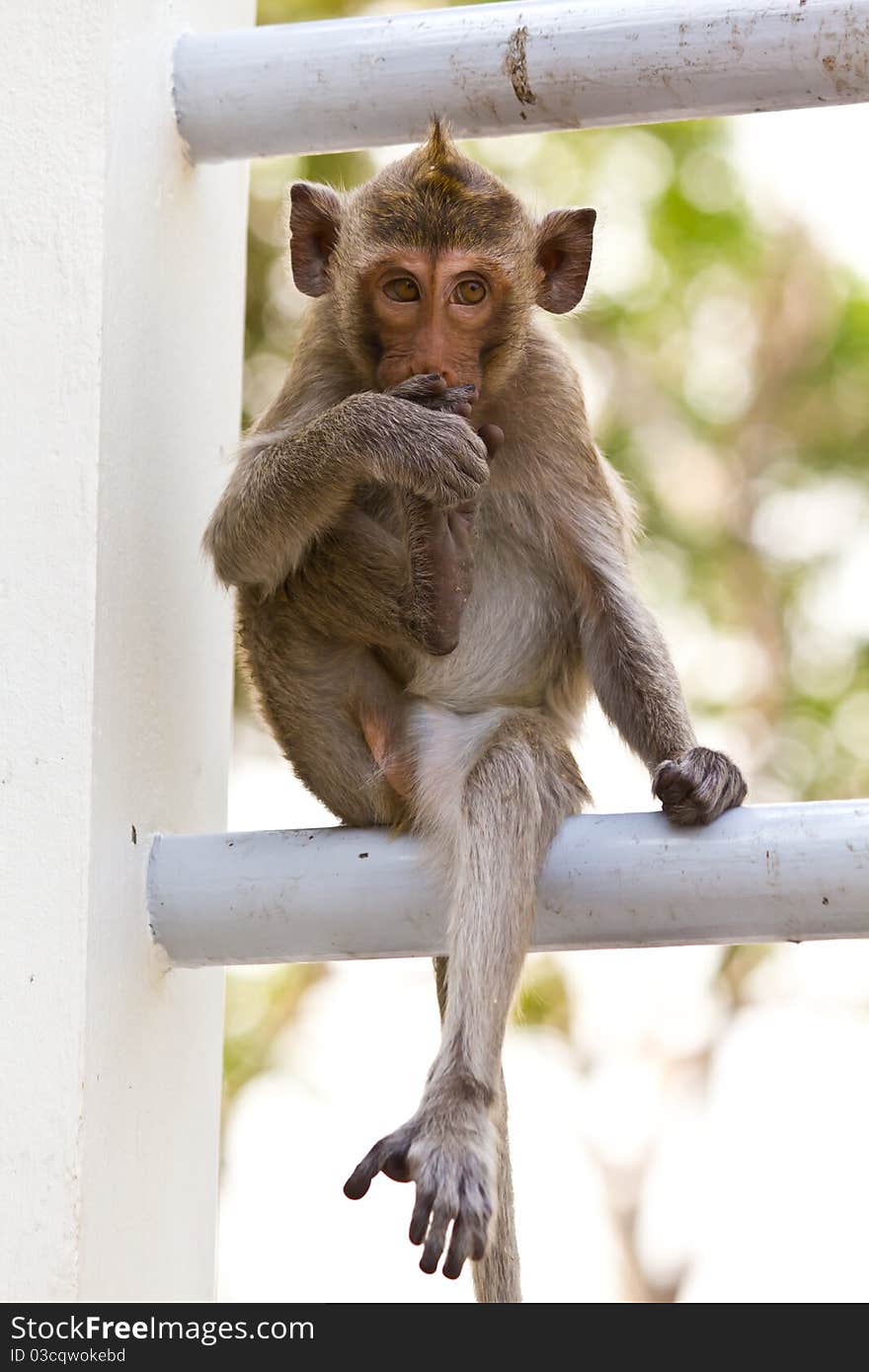 Monkeys Cute Sitting On A Steel Fence