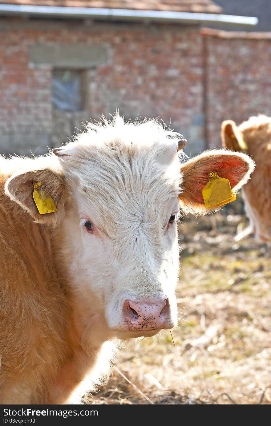 Young cow with small horns