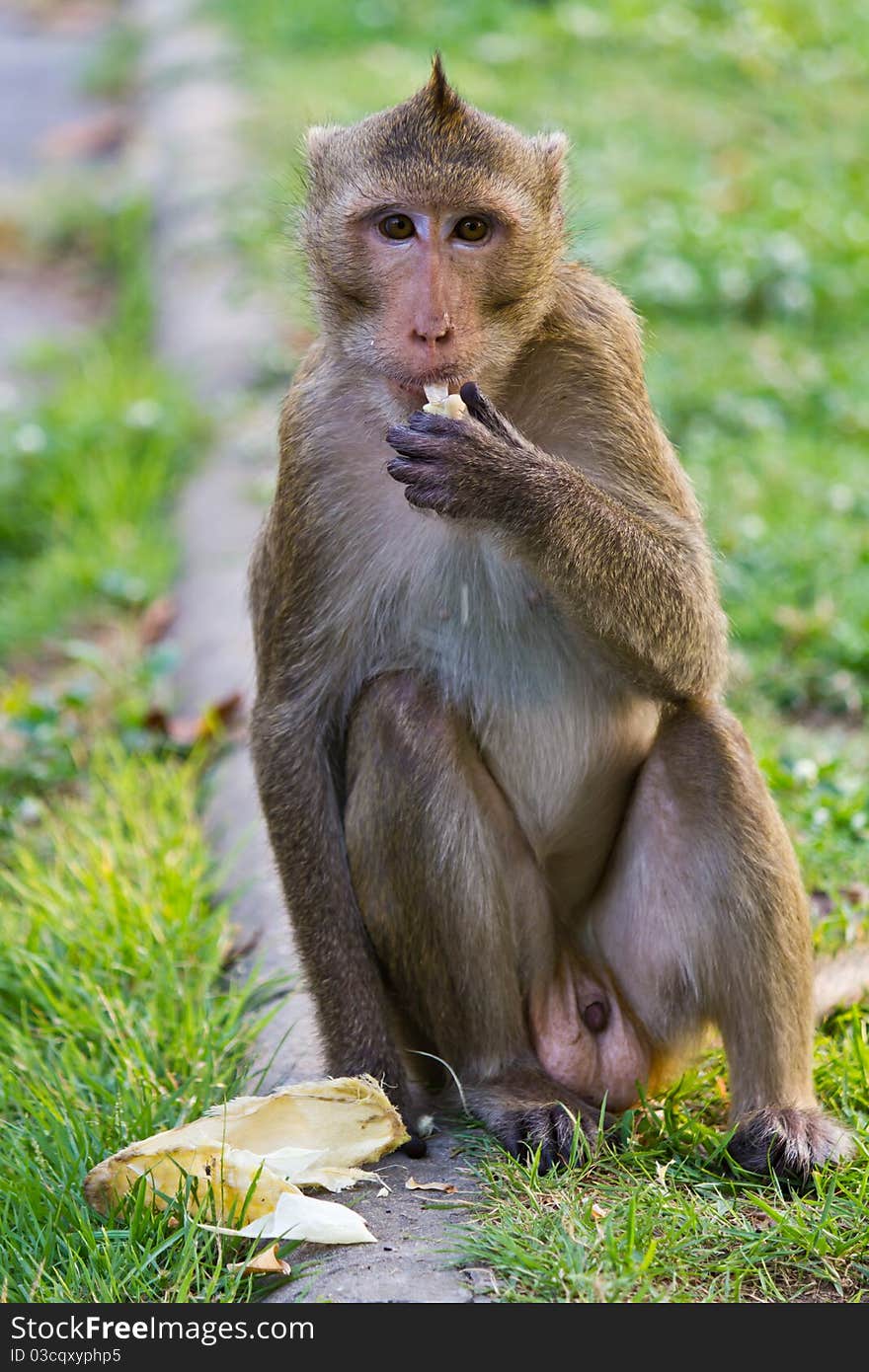 Monkeys cute sitting and eating food in Thailand. Monkeys cute sitting and eating food in Thailand