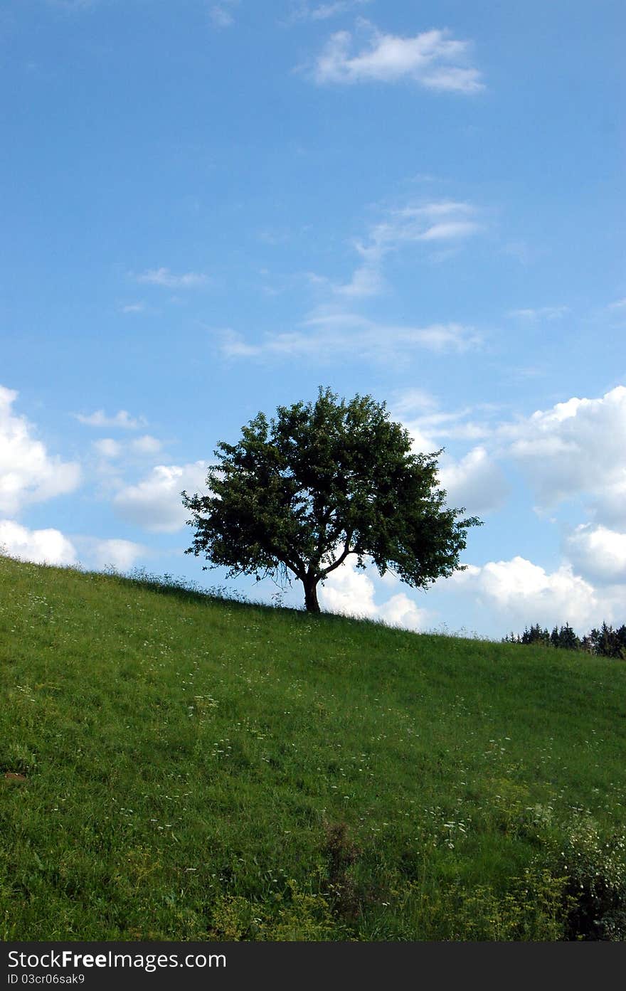 Blue sky, green lawn and a tree. Blue sky, green lawn and a tree