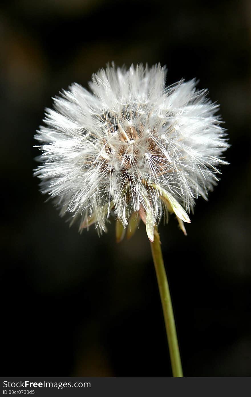 Close up of a dandelion. Close up of a dandelion