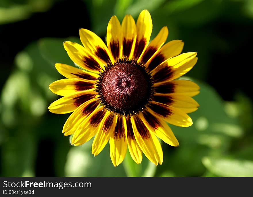 Yellow flower