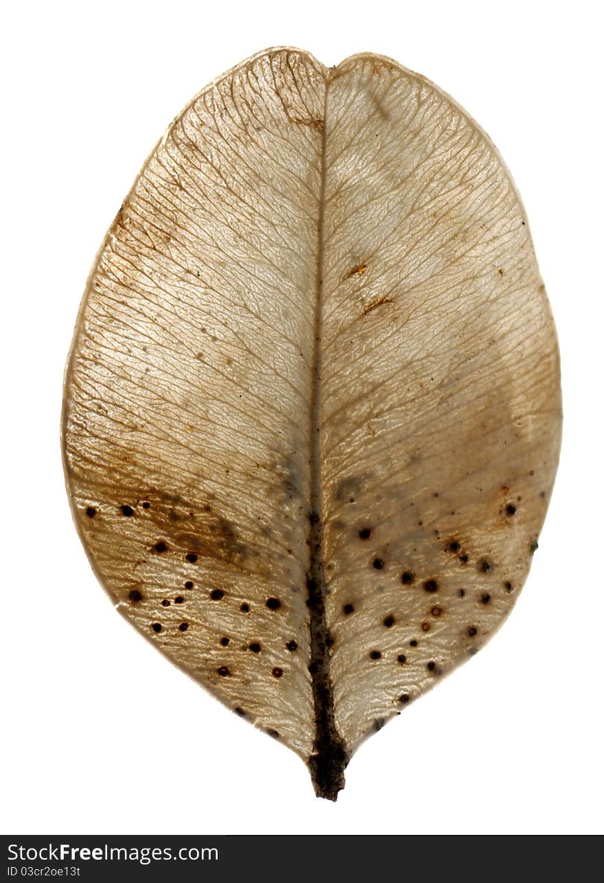 Round leaf