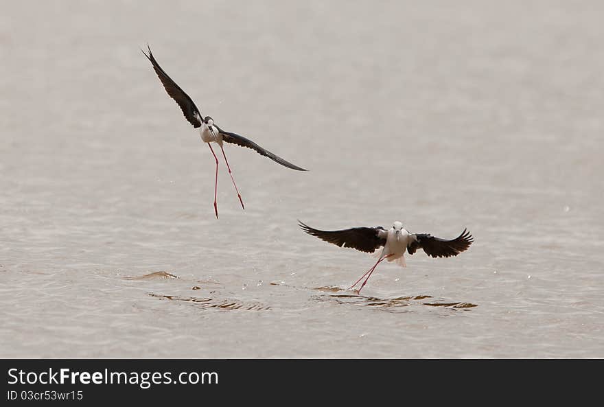 The ballet of the Black-winged Stilt