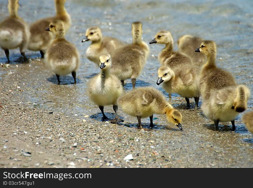 Canada Goose Goslings