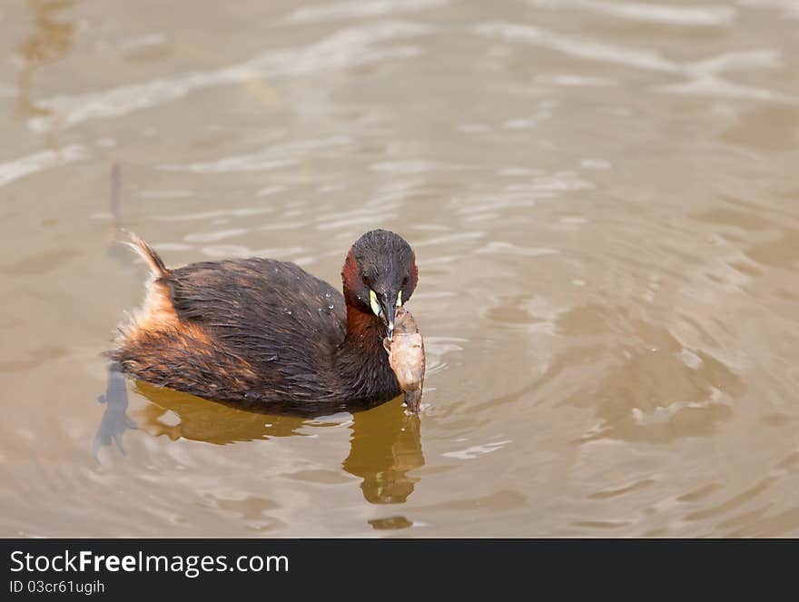 Little Grebe with crab