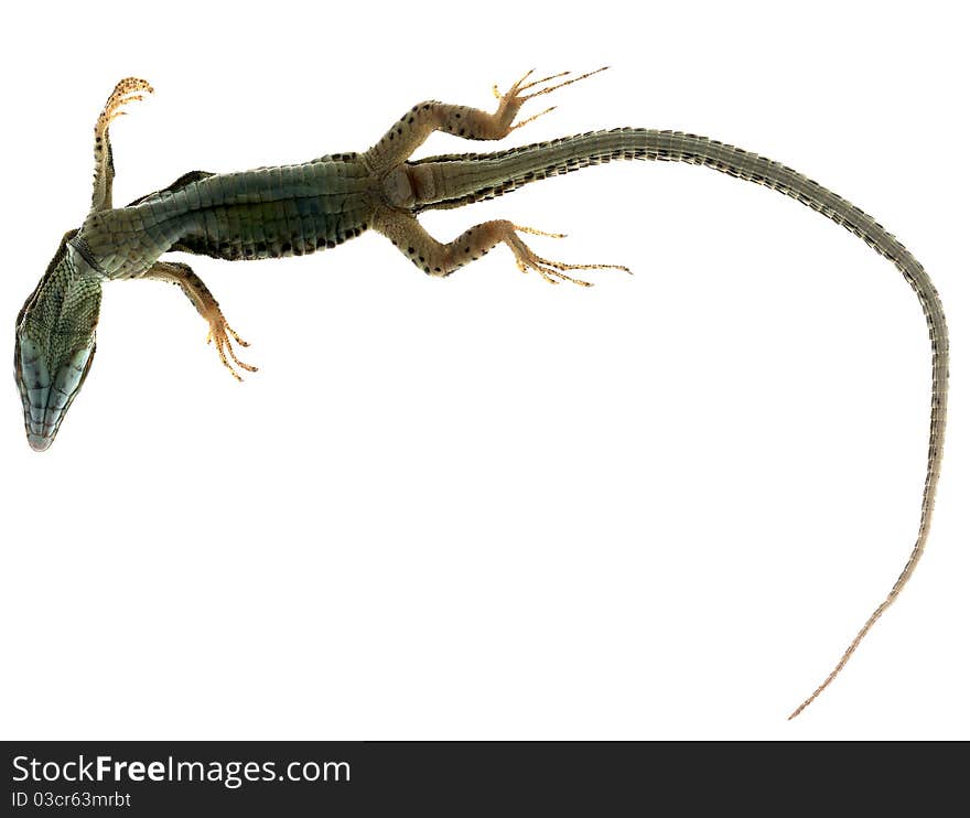 A wall lizard seen from underneath, on a white background. A wall lizard seen from underneath, on a white background.