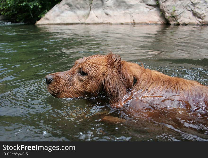 Golden Retriever swimming