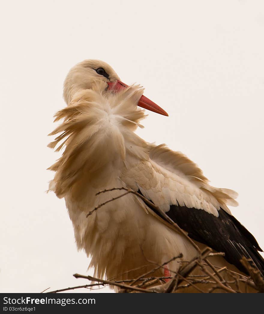 White StorkÂ´s Patient Wait