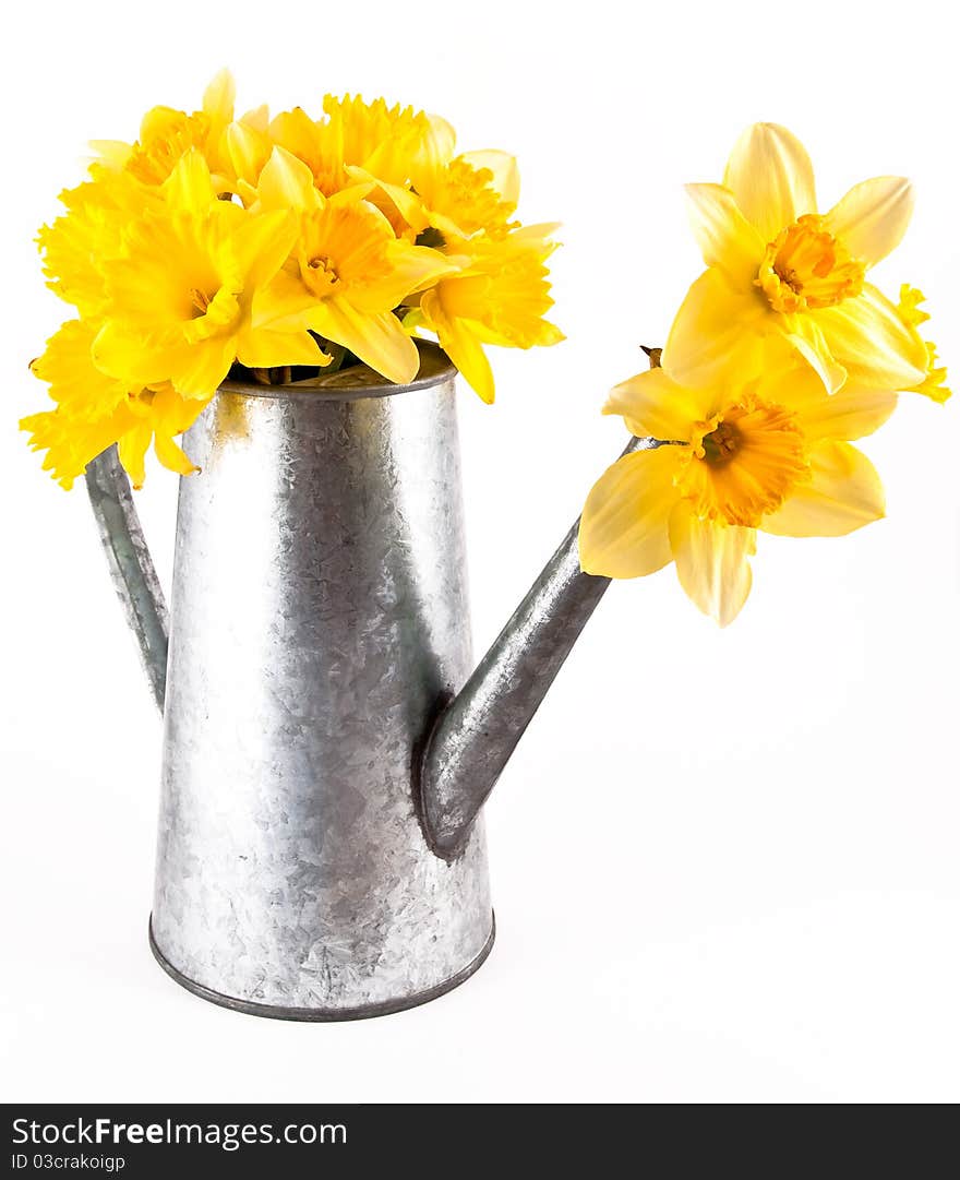 Daffodil flowers in a watering can. Daffodil flowers in a watering can.