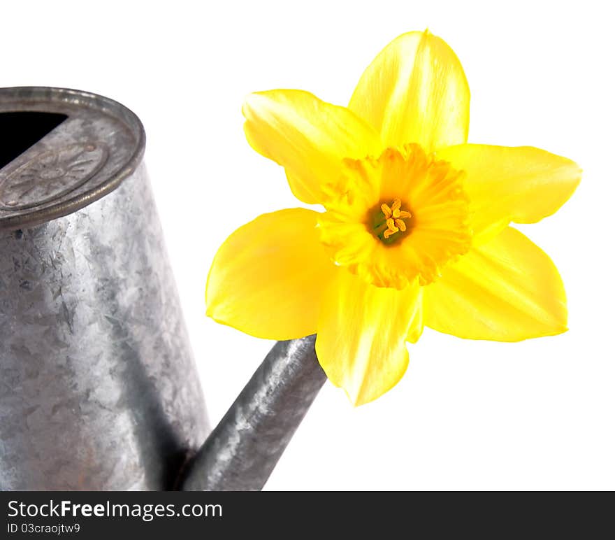 Daffodil flower in a watering can. Daffodil flower in a watering can.