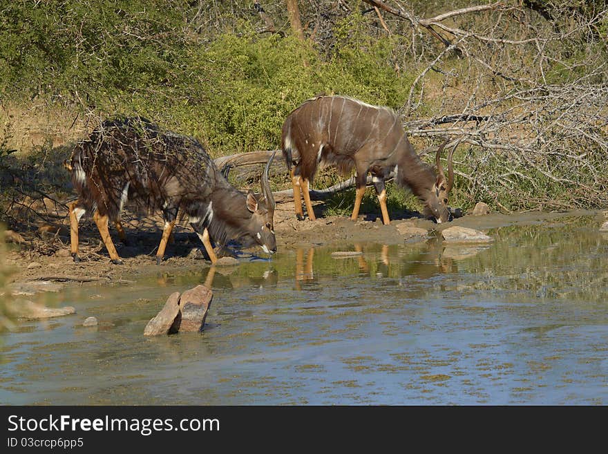 Nyala Male