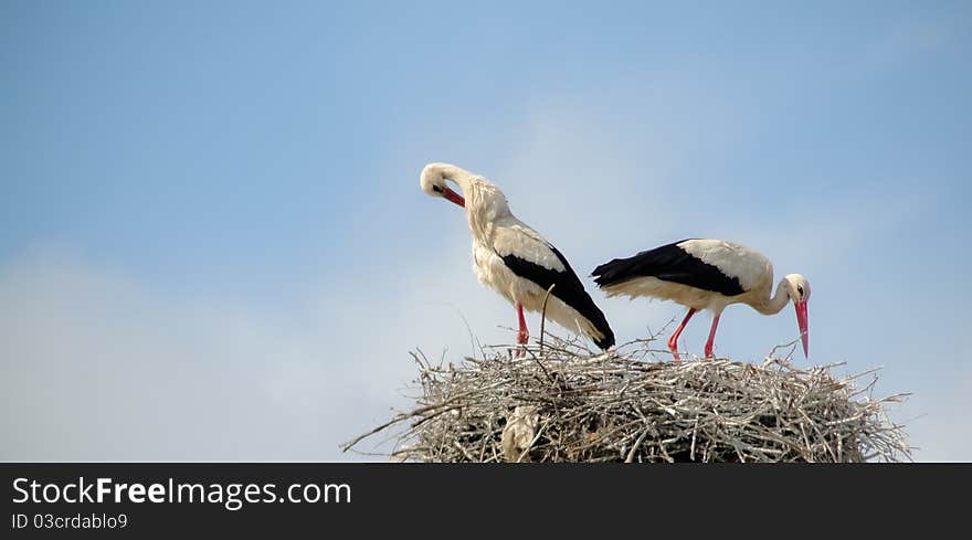 Storks in nest