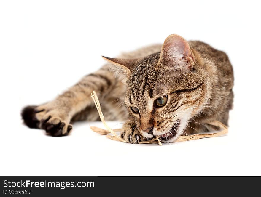 Tabby cat with straw lying on white background. Tabby cat with straw lying on white background