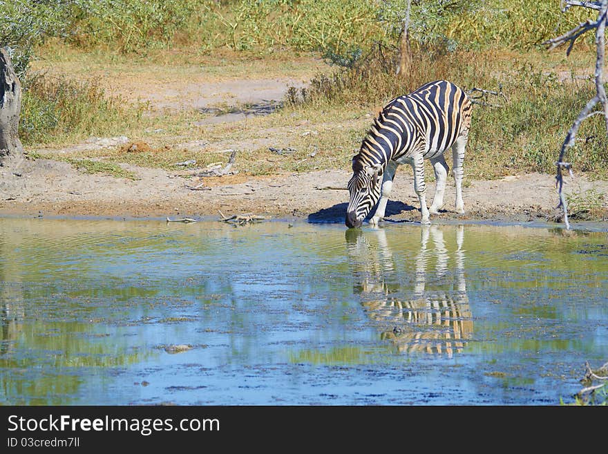 Zebra drinking water at the waterhole