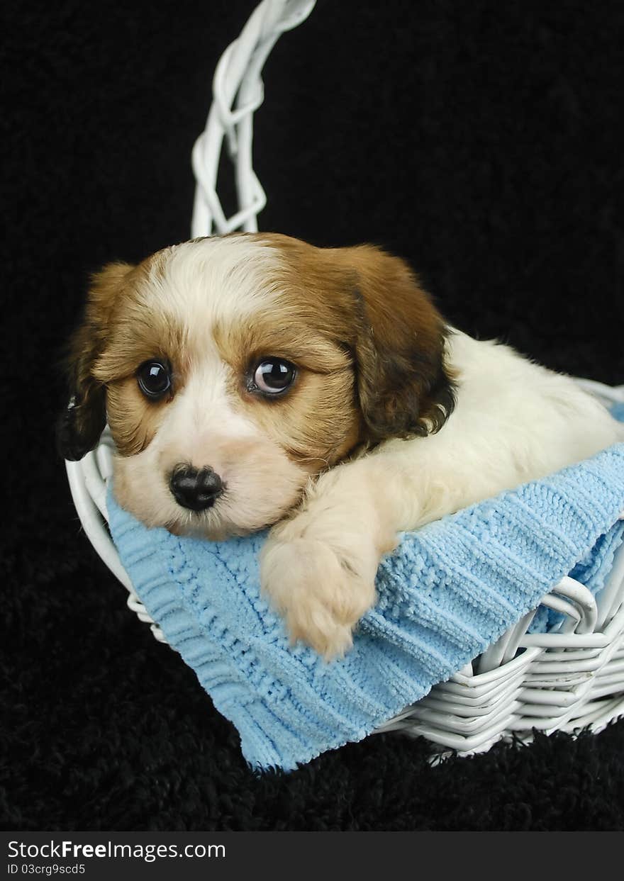 Verry sweet Cavachon puppy in white basket with blue blanket on black background.