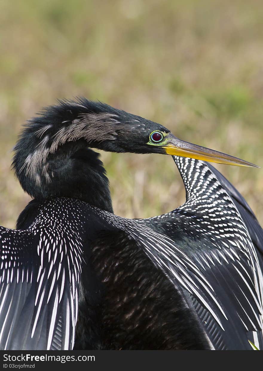 Anhings portrait with wings open during a dry up session