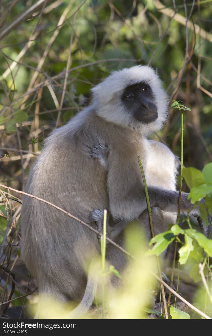 Female Gray Langur with baby. Female Gray Langur with baby