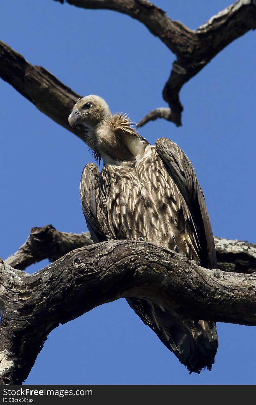 Himalayan Griffon perched on a tree looking for food. Himalayan Griffon perched on a tree looking for food