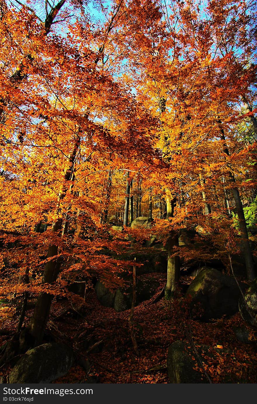 Autumn In Jizera Mountains